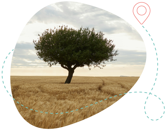 A solitary tree in a wheat field under a cloudy sky, symbolizing loneliness and a sense of belonging to a place.